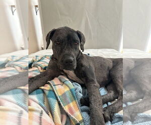 Great Dane-Unknown Mix Dogs for adoption in New Orleans, LA, USA