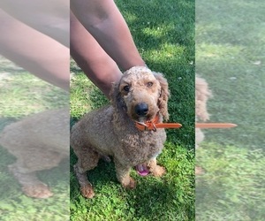 Poodle (Miniature) Puppy for sale in BEAR GROVE, IL, USA