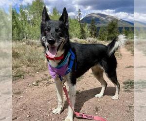 SAKARI - Female Border Collie-Siberian Husky Mix Dog for Adoption - Photo #2