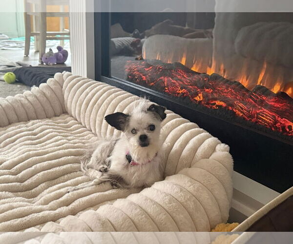 Medium Photo #2 Maltese Puppy For Sale in Alexandria, KY, USA