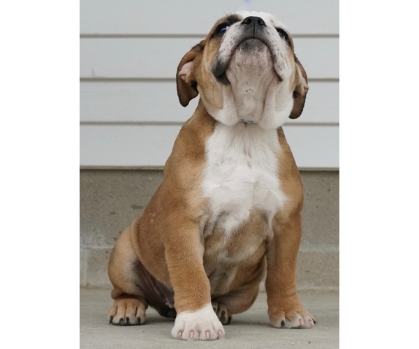 Medium Photo #2 Beabull-English Bulldog Mix Puppy For Sale in NAPPANEE, IN, USA