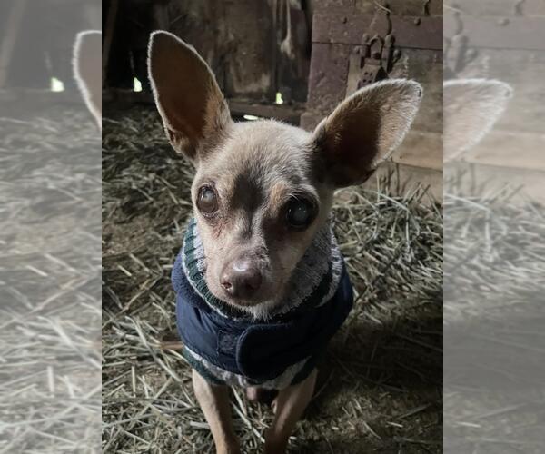 Medium Photo #1 Chihuahua Puppy For Sale in Woodland, CA, USA