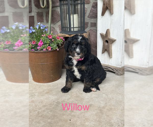 Medium Photo #3 Bernedoodle (Miniature) Puppy For Sale in DENVER, PA, USA