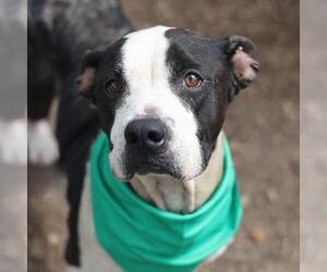 American Staffordshire Terrier Dogs for adoption in San Antonio, TX, USA