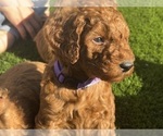 Puppy Purple Girl Goldendoodle