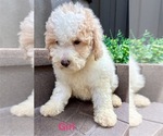 Small #6 Poodle (Miniature)