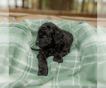 Small Photo #21 Goldendoodle Puppy For Sale in GREENBRIER, AR, USA