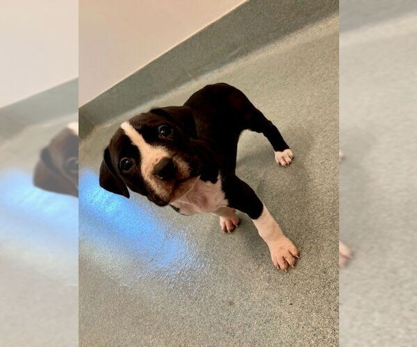 Medium Photo #1 Staffordshire Bull Terrier-Unknown Mix Puppy For Sale in Baytown, TX, USA