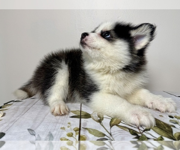 Medium Photo #4 Pomsky Puppy For Sale in NASHUA, NH, USA