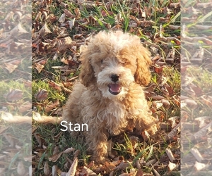 Cavapoo Puppy for Sale in CLARKRANGE, Tennessee USA