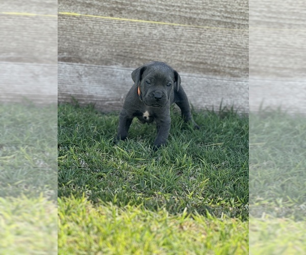Medium Photo #1 Cane Corso Puppy For Sale in LUBBOCK, TX, USA