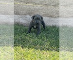 Small Photo #2 Cane Corso Puppy For Sale in LUBBOCK, TX, USA