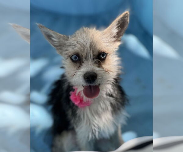 Medium Photo #2 Mutt Puppy For Sale in Phoenix, AZ, USA