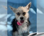 Small #1 Mutt