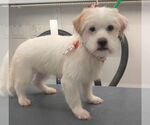 Small #1 Mutt