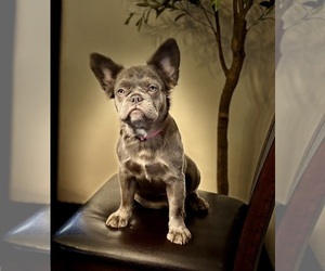 French Bulldog Puppy for sale in WHITMIRE, SC, USA