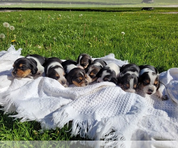 Medium Photo #1 Beagle Puppy For Sale in FENNIMORE, WI, USA