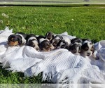 Small Beagle