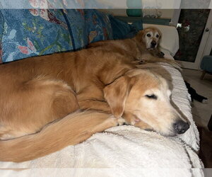 Nike 1524 - Male Golden Retriever Dog for Adoption - Photo #4
