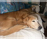 Small Photo #4 Golden Retriever Puppy For Sale in Bonita Springs, FL, USA