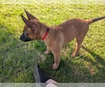 Small #13 Belgian Malinois