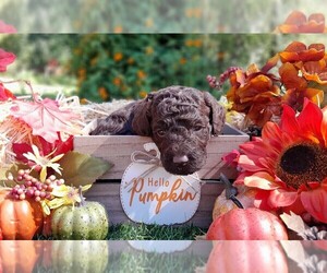 Labradoodle-Poodle (Miniature) Mix Puppy for sale in MILLVILLE, MN, USA