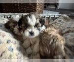 Small #6 Shih Tzu
