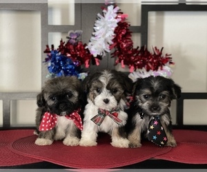 Morkie Puppy for sale in RANCHO CUCAMONGA, CA, USA
