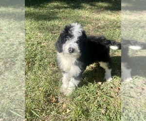 Sheepadoodle Puppy for Sale in GREENEVILLE, Tennessee USA
