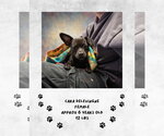 Cara Delevigne - Female Chihuahua-Unknown Mix Dog for Adoption - Small photo