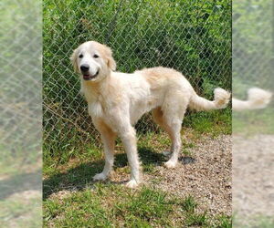 Great Pyrenees Dogs for adoption in Lake City, MI, USA