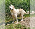 Small Great Pyrenees
