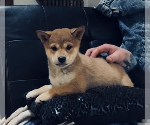Shiba Inu Puppy for sale in CLARKSBURG, WV, USA