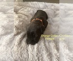 Small Photo #2 Mastiff Puppy For Sale in RUCKERSVILLE, VA, USA