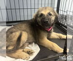 Small #1 Mutt