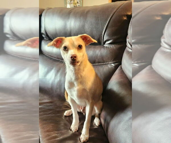 Medium Photo #5 Chihuahua-Unknown Mix Puppy For Sale in Plymouth, MN, USA
