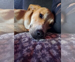 Haddie - Female Labrador Retriever-Unknown Mix Dog for Adoption - Photo #3