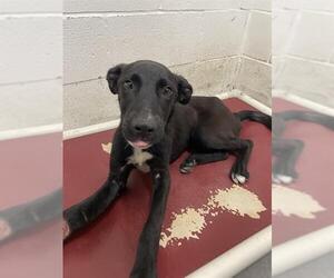 Border Collie-Unknown Mix Dogs for adoption in Rosenberg, TX, USA