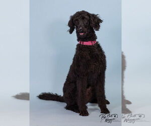 Medium Labrador Retriever Mix