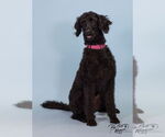 Small Labrador Retriever Mix
