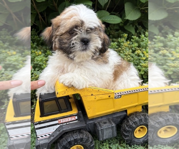 Medium Photo #1 Shih Tzu Puppy For Sale in MIDDLEBURY, IN, USA