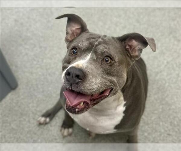 Medium Photo #1 Mutt Puppy For Sale in Fort Collins, CO, USA