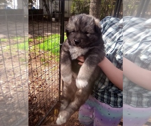 Siberian Husky Puppy for sale in FLORENCE, SC, USA