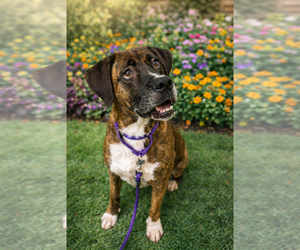 Boxer Dogs for adoption in PROSPER, TX, USA