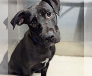 American Pit Bull Terrier-Labrador Retriever Mix Dogs for adoption in El Centro, CA, USA