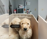 Small #22 Goldendoodle