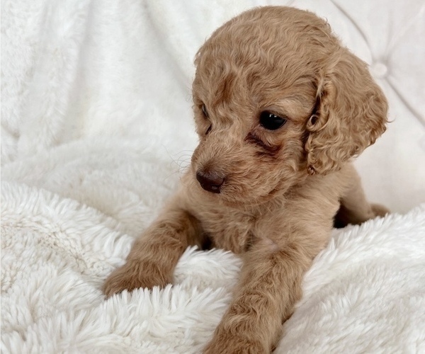 Medium Photo #3 Cock-A-Poo Puppy For Sale in CONCORD, NC, USA