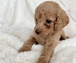 Small Photo #3 Cock-A-Poo Puppy For Sale in CONCORD, NC, USA