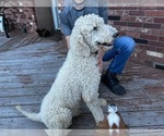 Small Photo #1 Poodle (Standard) Puppy For Sale in COLORADO SPRINGS, CO, USA