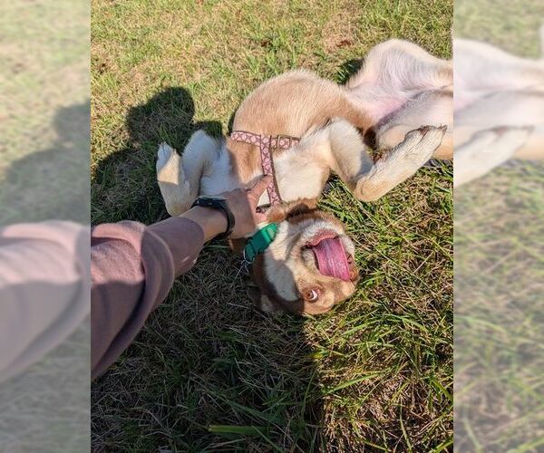 Medium Photo #3 Siberian Husky-Unknown Mix Puppy For Sale in Overland Park, KS, USA